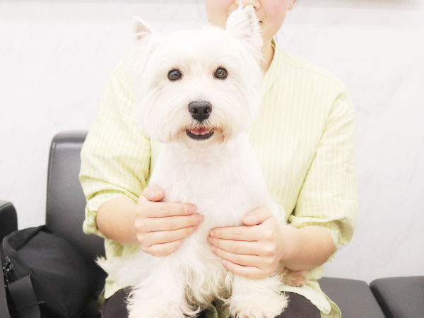 モデル犬の家族が決まりました☆